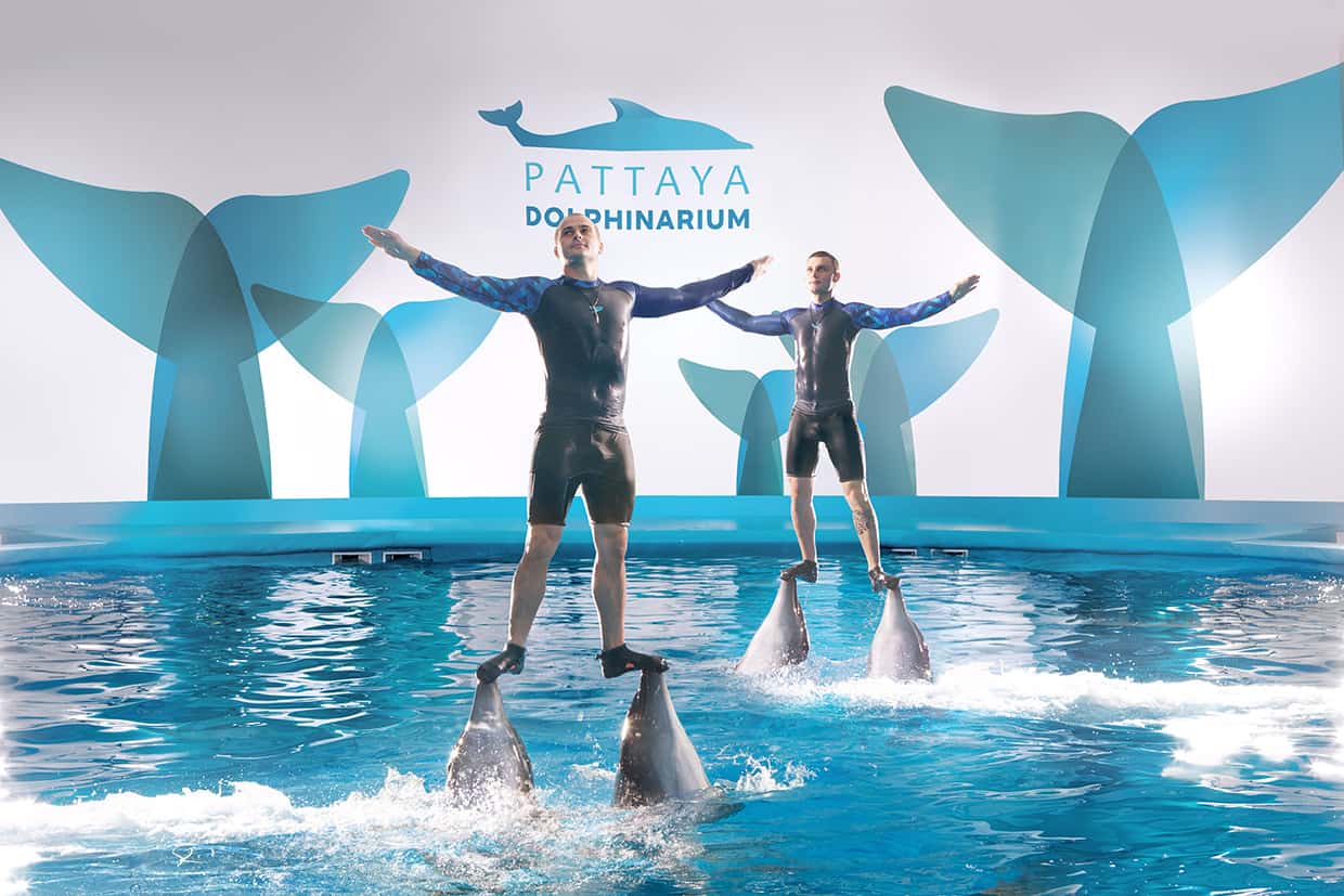 Pattaya Dolphinarium show transfer